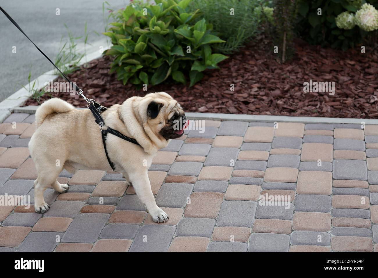 Mignon petit garçon avec laisse sur la passerelle à l'extérieur. Chien marchant Banque D'Images