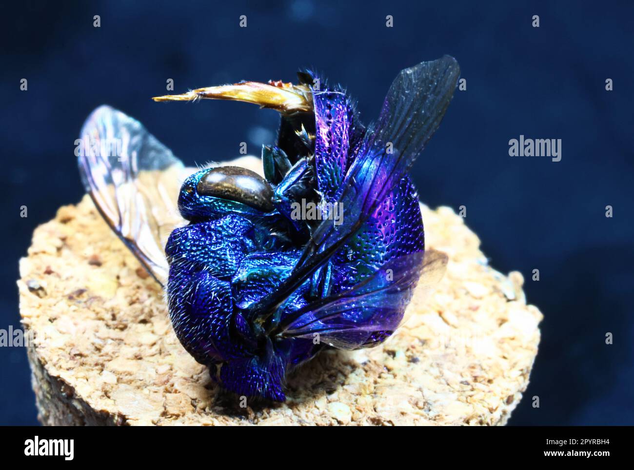 Cuckoo Wasp spécimen trouvé mort et tourné à 1,4 macro avec 29 images empilées à l'obturateur de F25 2 seconde Banque D'Images