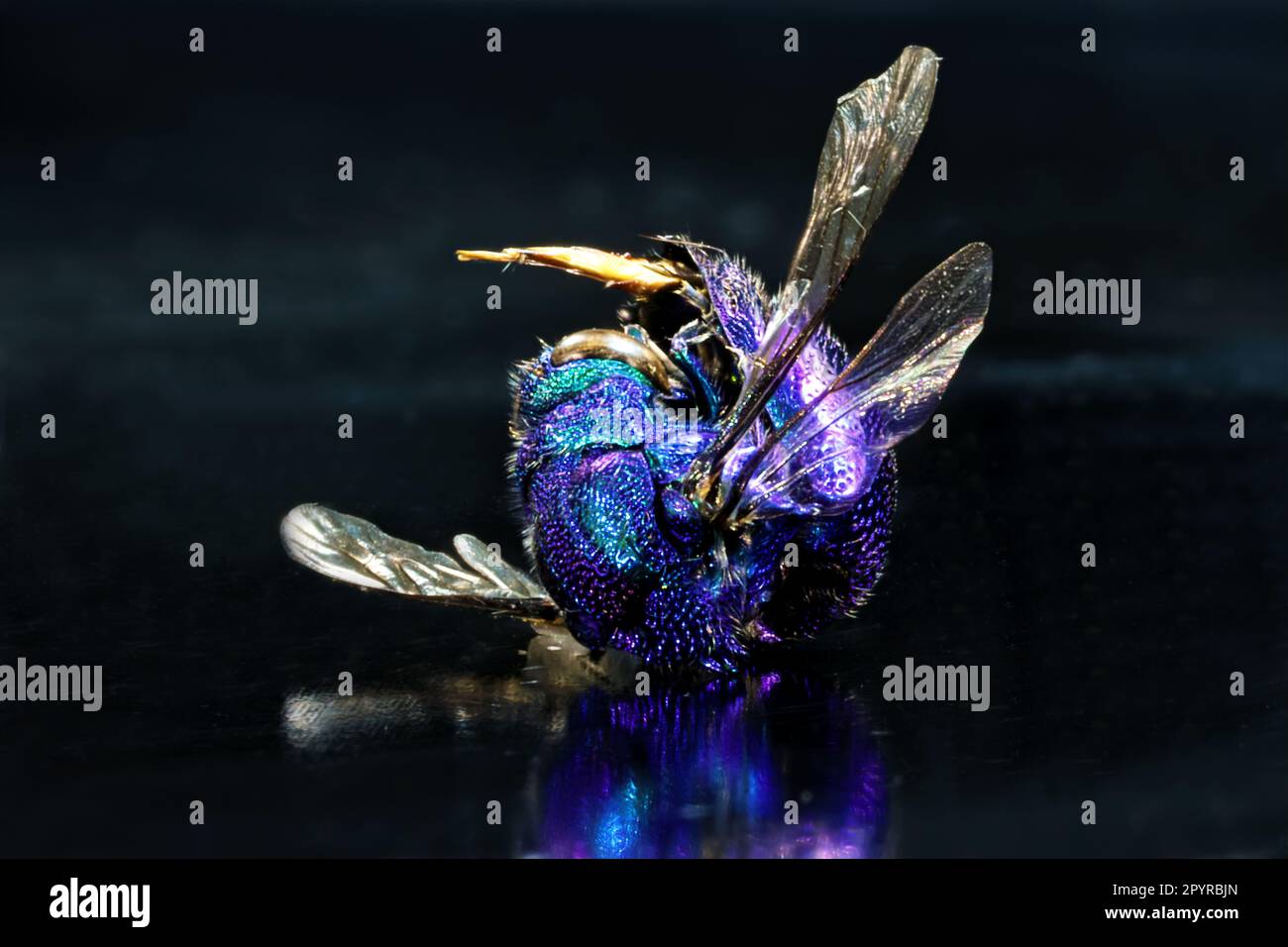 Cuckoo Wasp spécimen trouvé mort et tourné à 1,4 macro avec 29 images empilées à l'obturateur de F25 2 seconde Banque D'Images