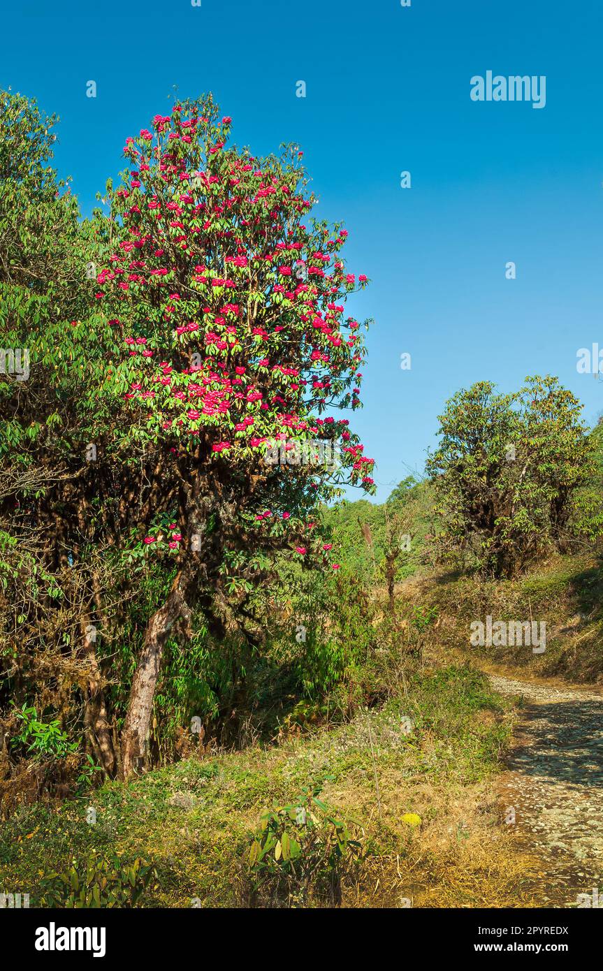 Vue des fleurs de Rhododendron, le Rhododendron niveum, à Sikkim, un ...