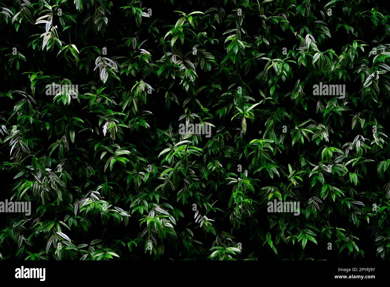 Plante verte sur fond de texture de mur de jardin vertical. Mur vert durable. Mur vert vivant. Mur écologique recouvert de végétation. Vert Banque D'Images