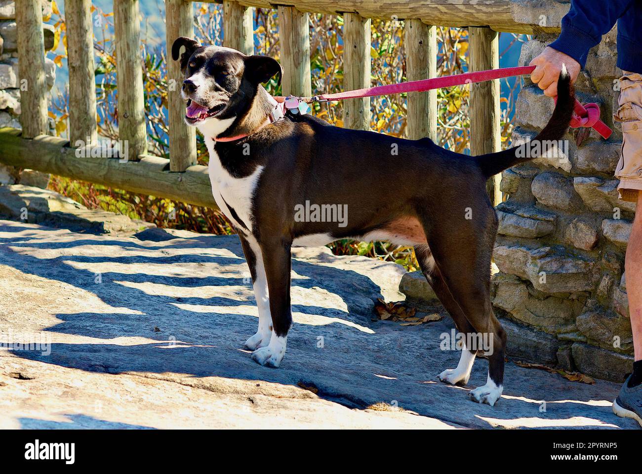 Un Staffordshire Bull Terrier est vigilant et vigilant car son propriétaire tient son laisse sur une sortie à la forêt d'état de Coopers Rock en Virginie occidentale (Etats-Unis). Banque D'Images