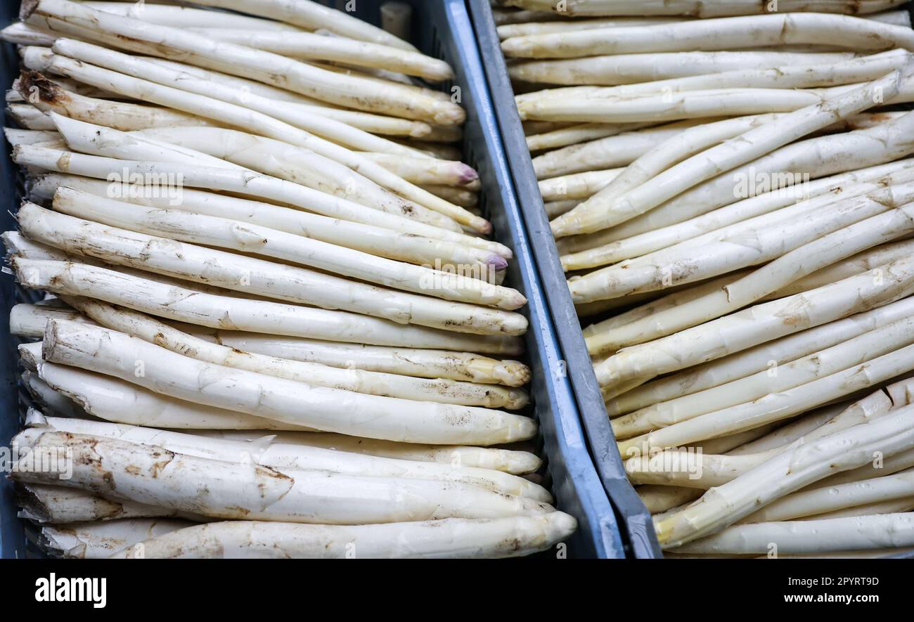 PRODUCTION - 04 mai 2023, Schleswig-Holstein, Barsbüttel : les asperges fraîchement récoltées sont placées dans des boîtes dans le hall d'une ferme avant d'être lavées et triées. En Allemagne, il y a une autre journée commémorative sur 5 mai - 'Journée allemande des asperges'. (À dpa: 'Un séjour pour les asperges allemandes') photo: Christian Charisius/dpa Banque D'Images