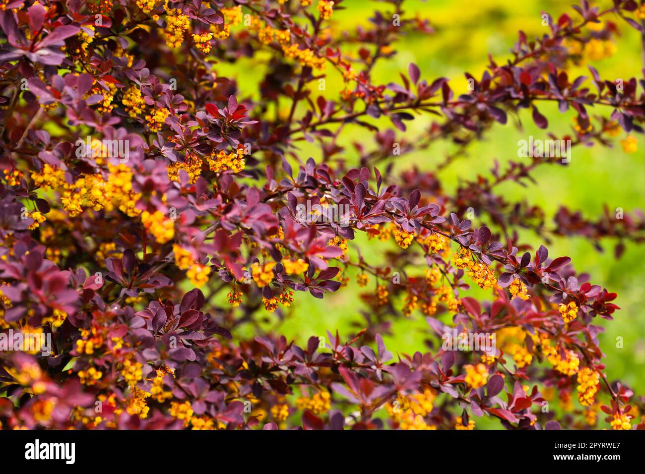 Superbes photos de fleurs en gros plan. Belles fleurs dans le parc en été Banque D'Images