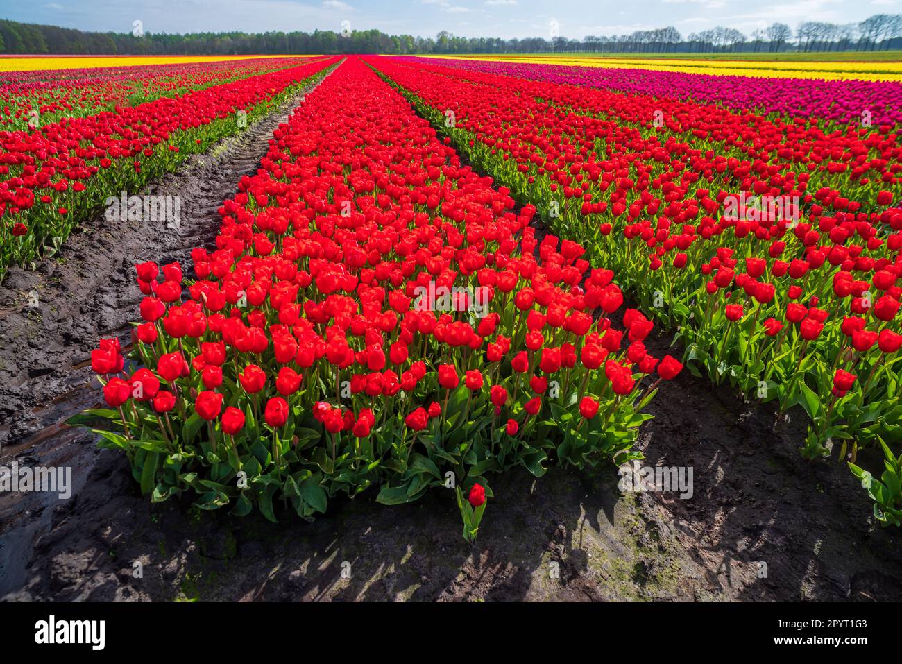 de belles rangées de tulipes fleuris de différentes couleurs aux pays-bas Banque D'Images