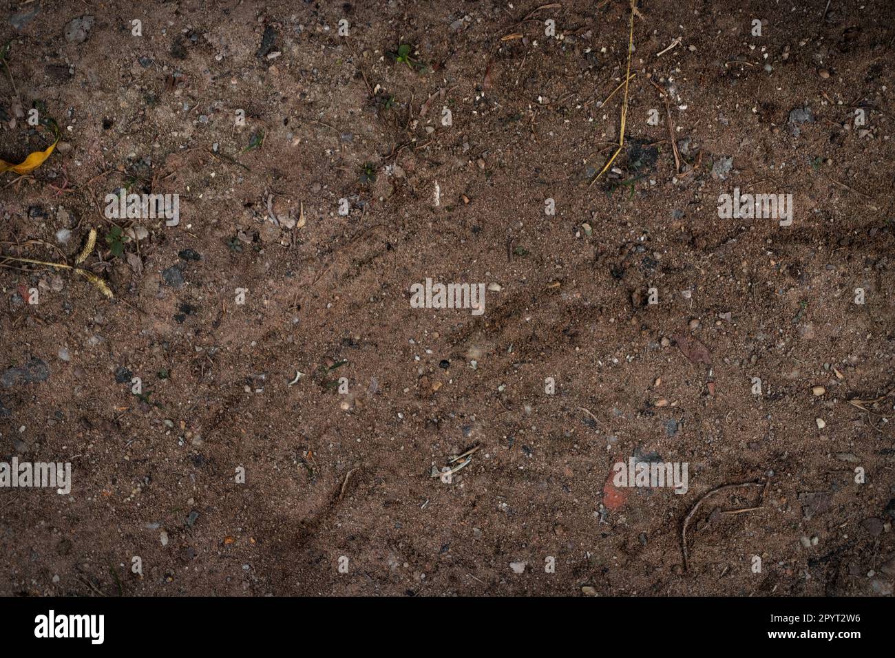 Sécher les brindilles sur le sol. La petite branche tombe sur le sol brun foncé. Banque D'Images