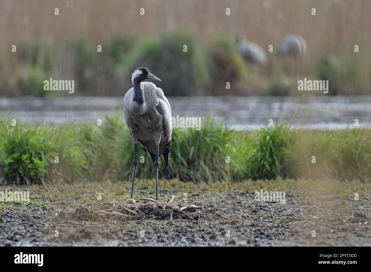 grues dans leur environnement naturel Banque D'Images