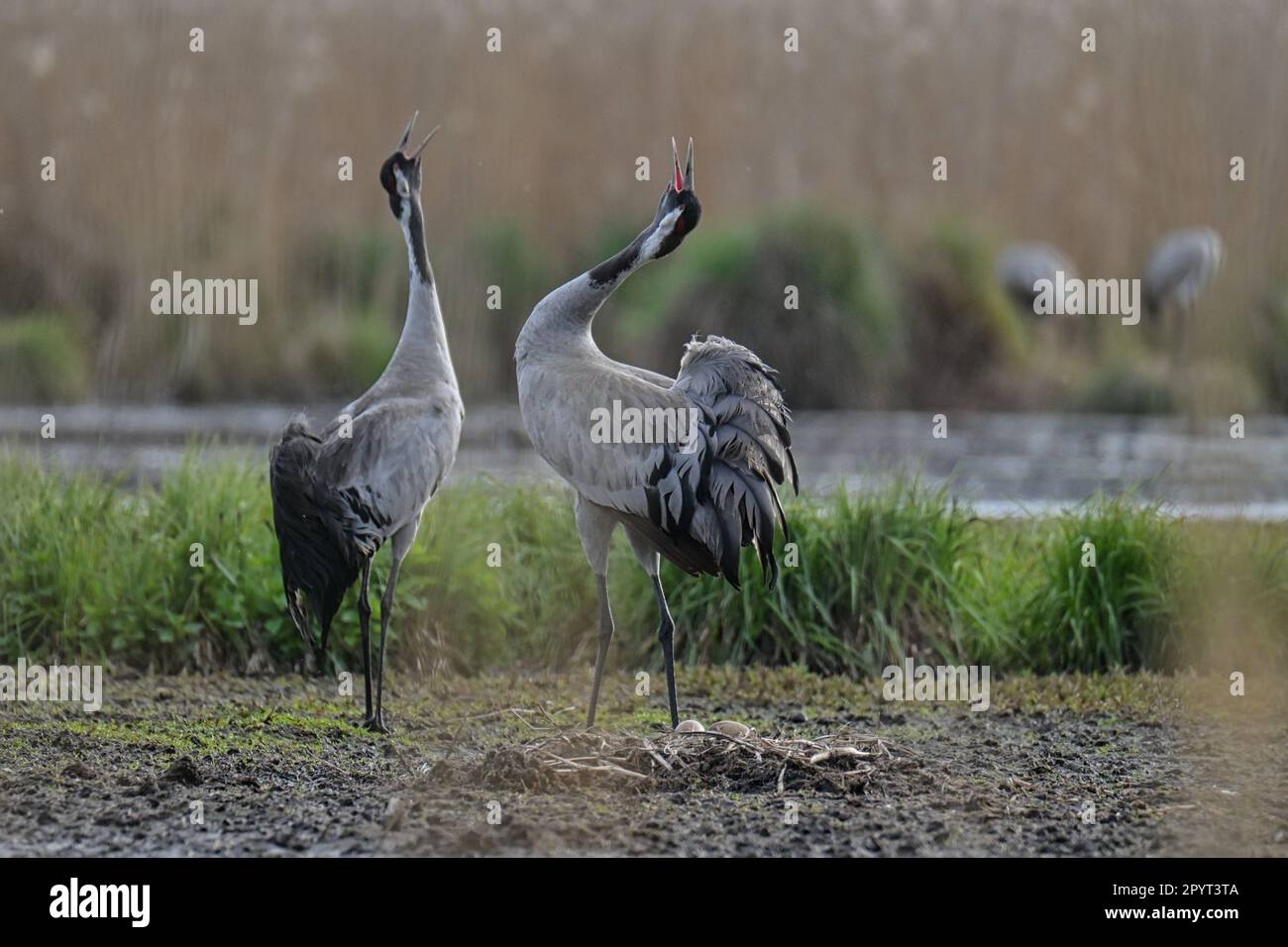 grues dans leur environnement naturel Banque D'Images