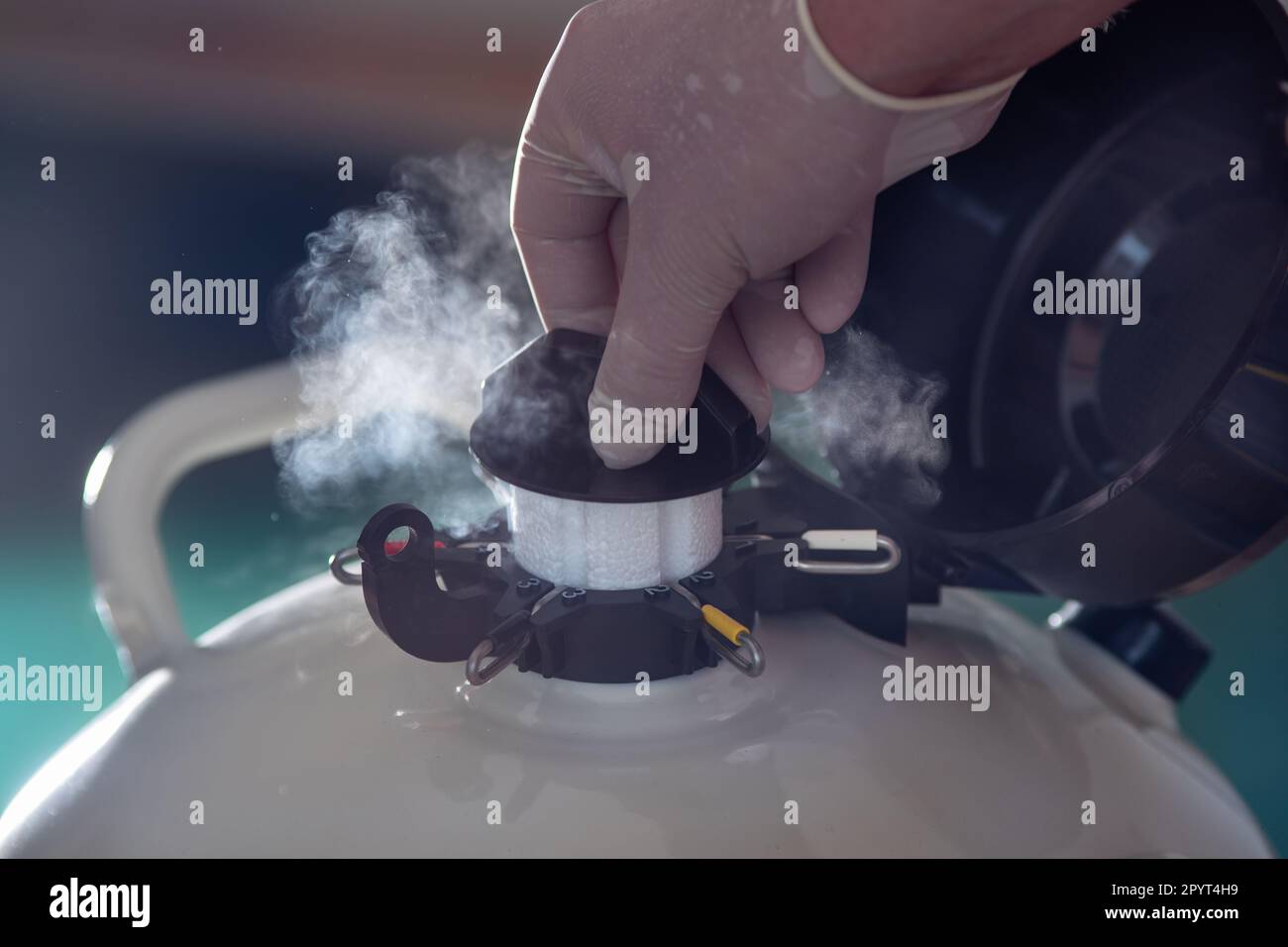 Gros plan de la main vétérinaire avec des gants ouvrant réservoir d'azote liquide avec sperme de taureau pour insémination artificielle des vaches Banque D'Images