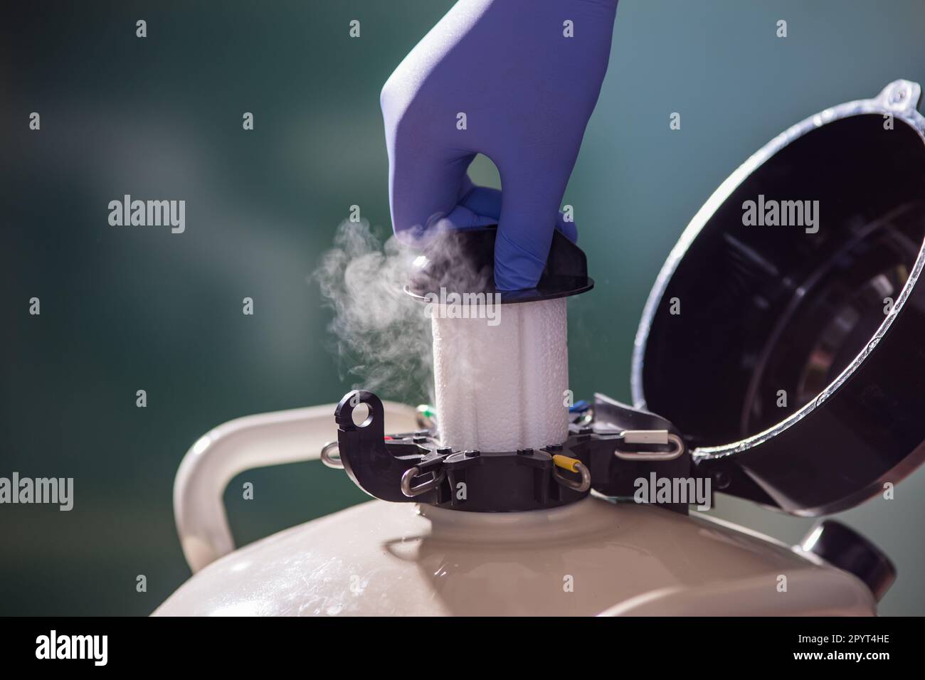 Gros plan de la main vétérinaire avec des gants ouvrant réservoir d'azote liquide avec sperme de taureau pour insémination artificielle des vaches Banque D'Images