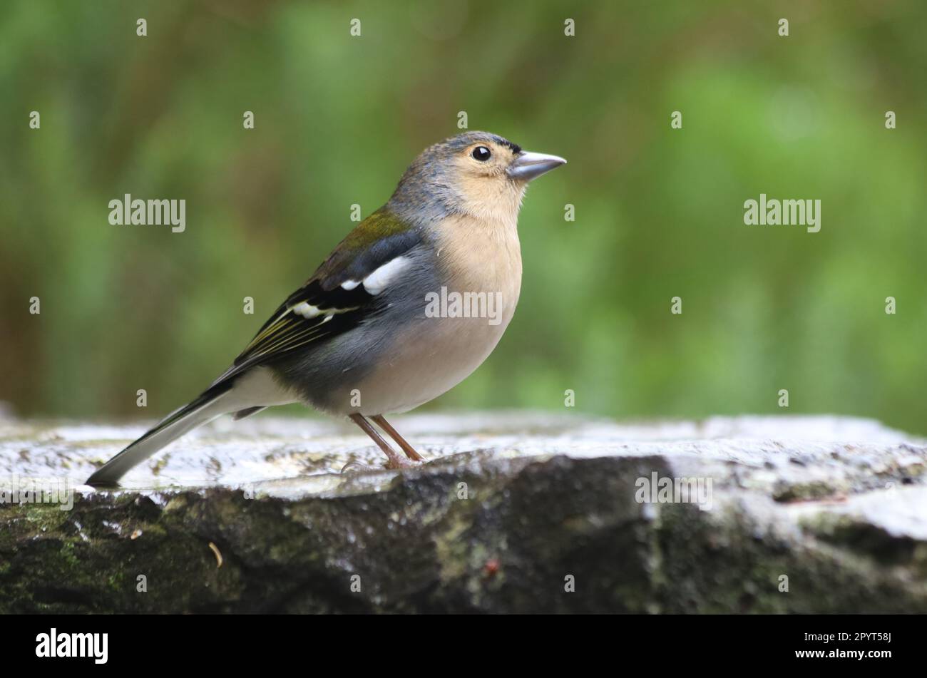 Madeira Chaffinch oiseau, faune - île de Madère, Portugal Banque D'Images