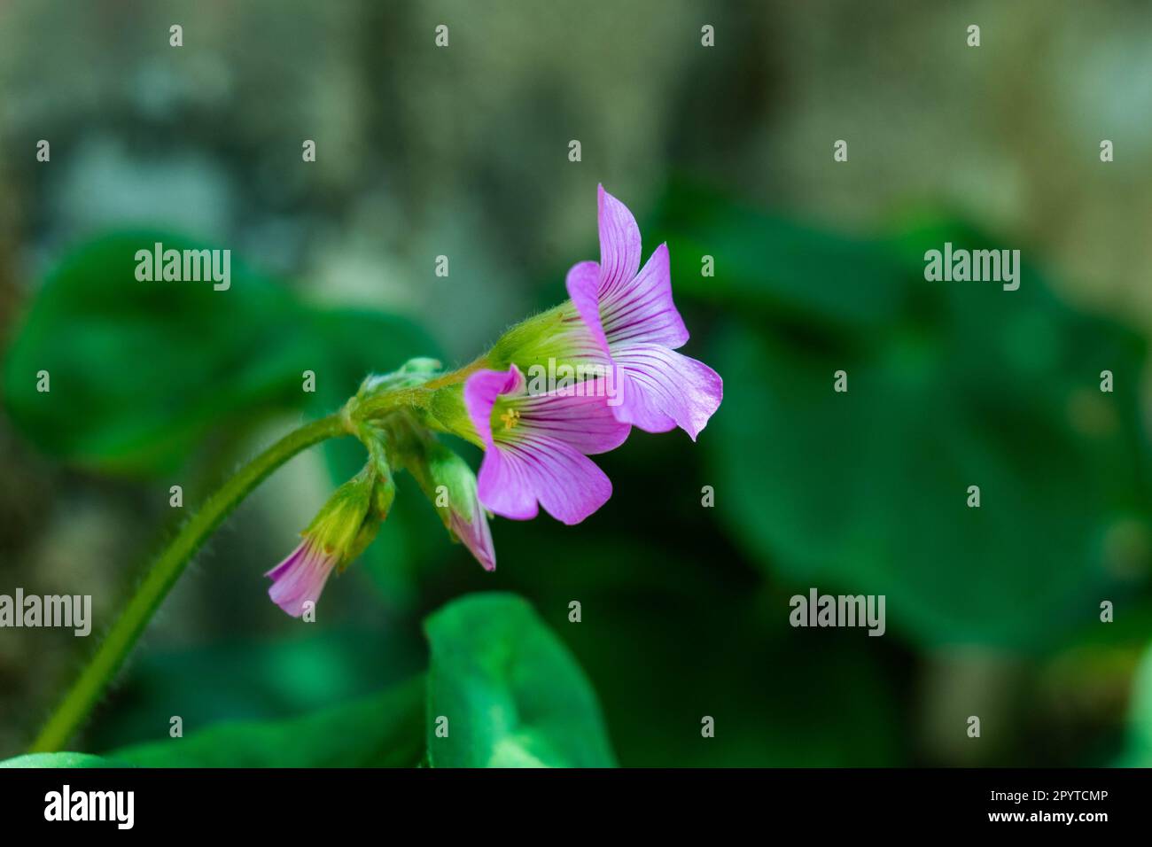 Fleurs de crâne en bois dans le jardin sur fond naturel Banque D'Images
