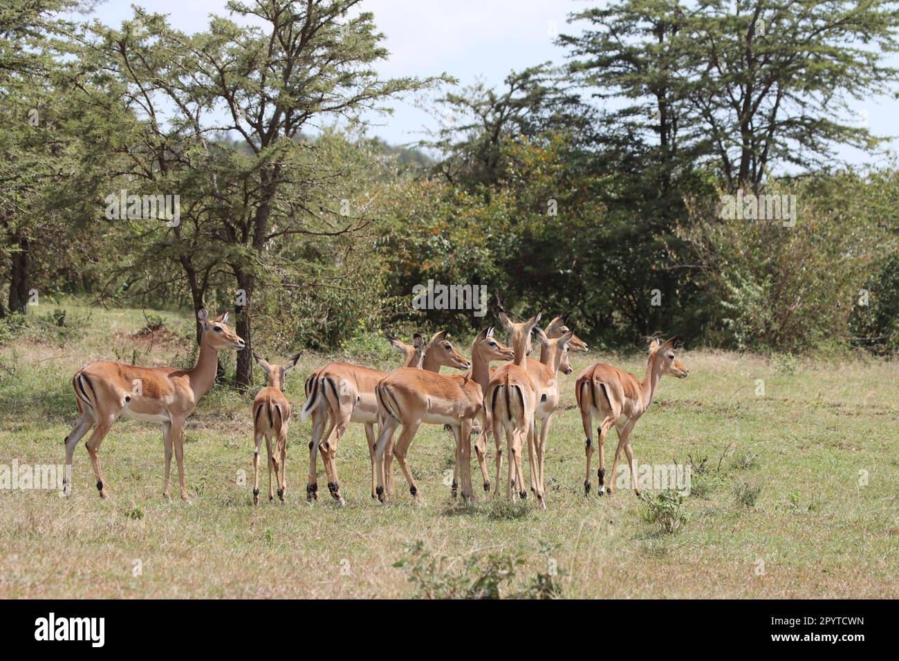 Troupeau de gazelle dans le parc national Masai Mara Kenya Afrique Banque D'Images