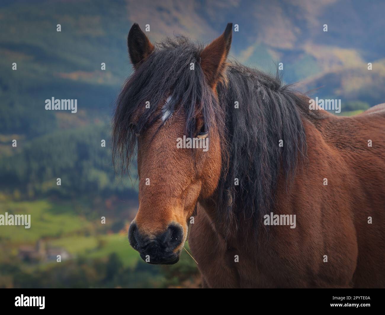 Chevaux puissants dans les montagnes basques. Mondragon. Espagne. Banque D'Images