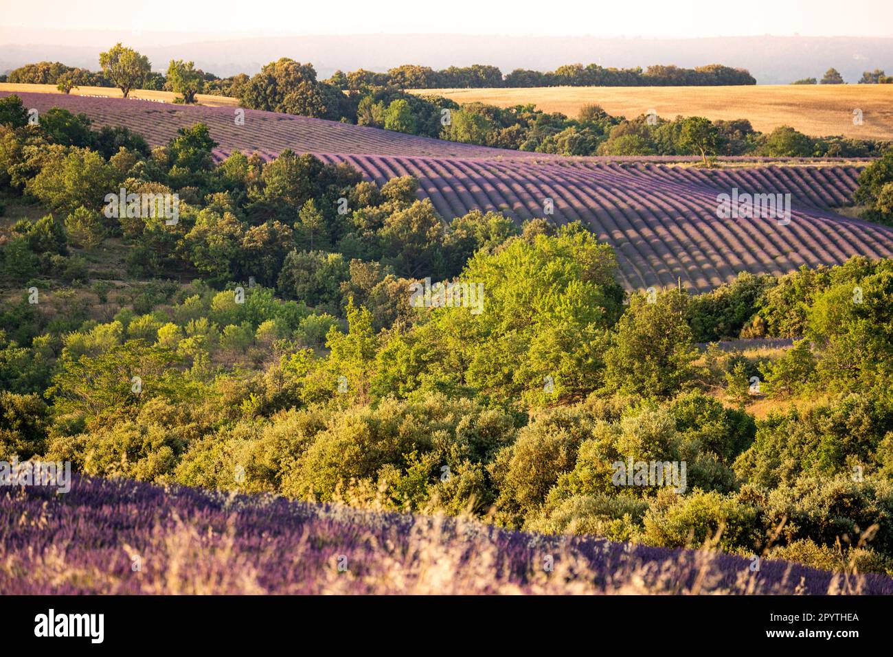 Lavande violette déposée sur une colline à Valensole. Provence, France Banque D'Images