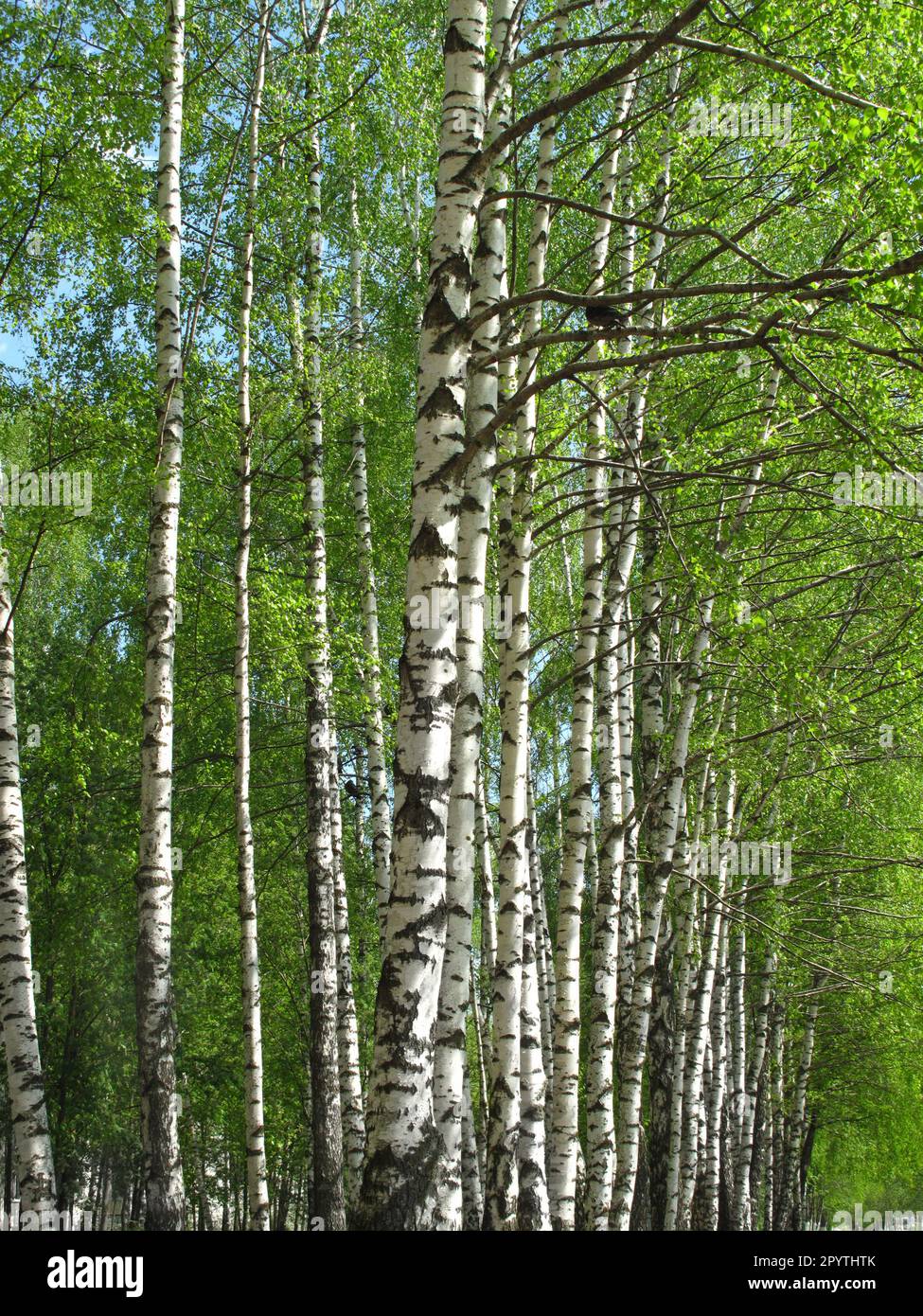 Belles feuilles vert frais de bouleau Banque D'Images