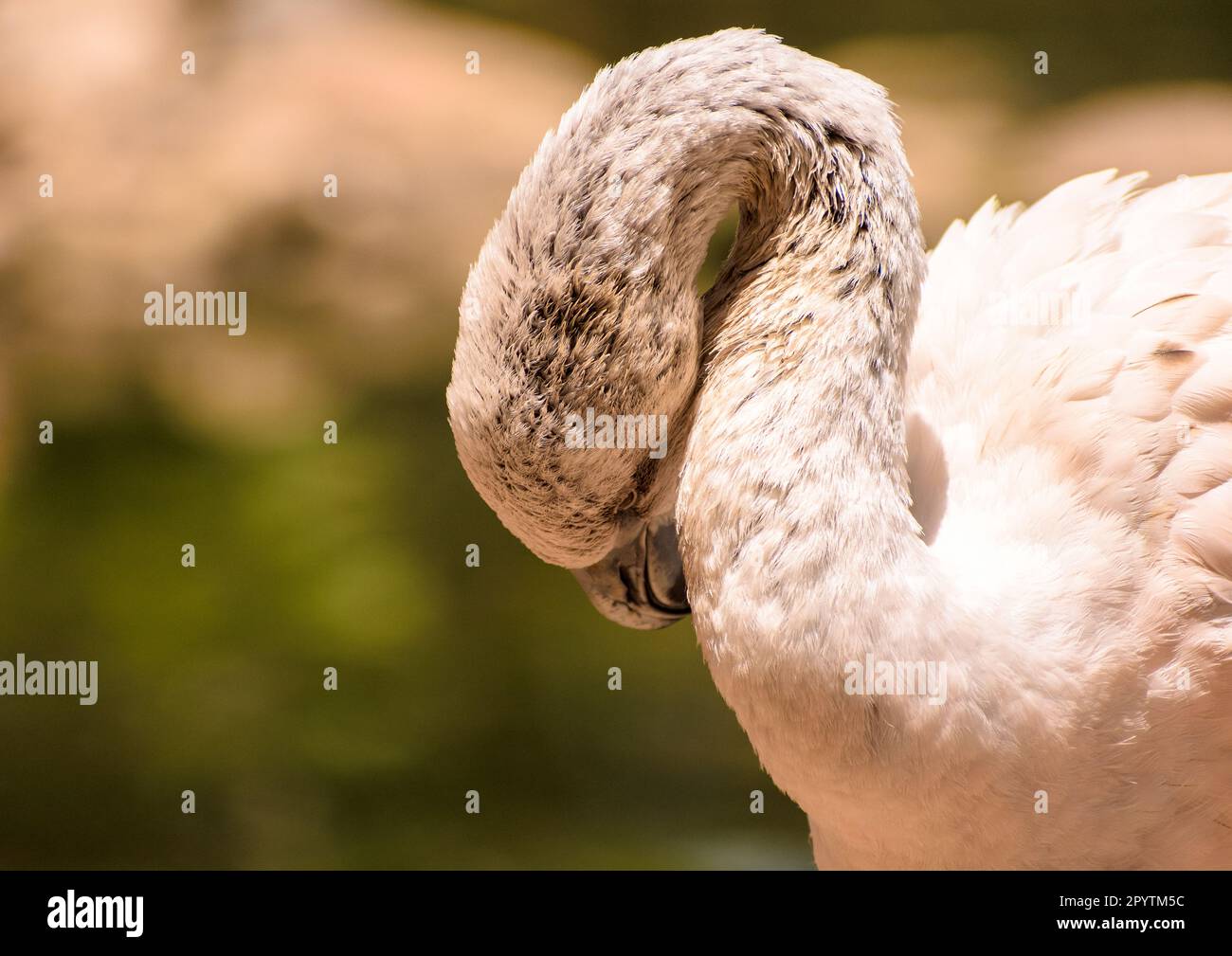 Rose Flamingo en gros plan, Flamingo dans la nature nettoyant ses plumes Banque D'Images