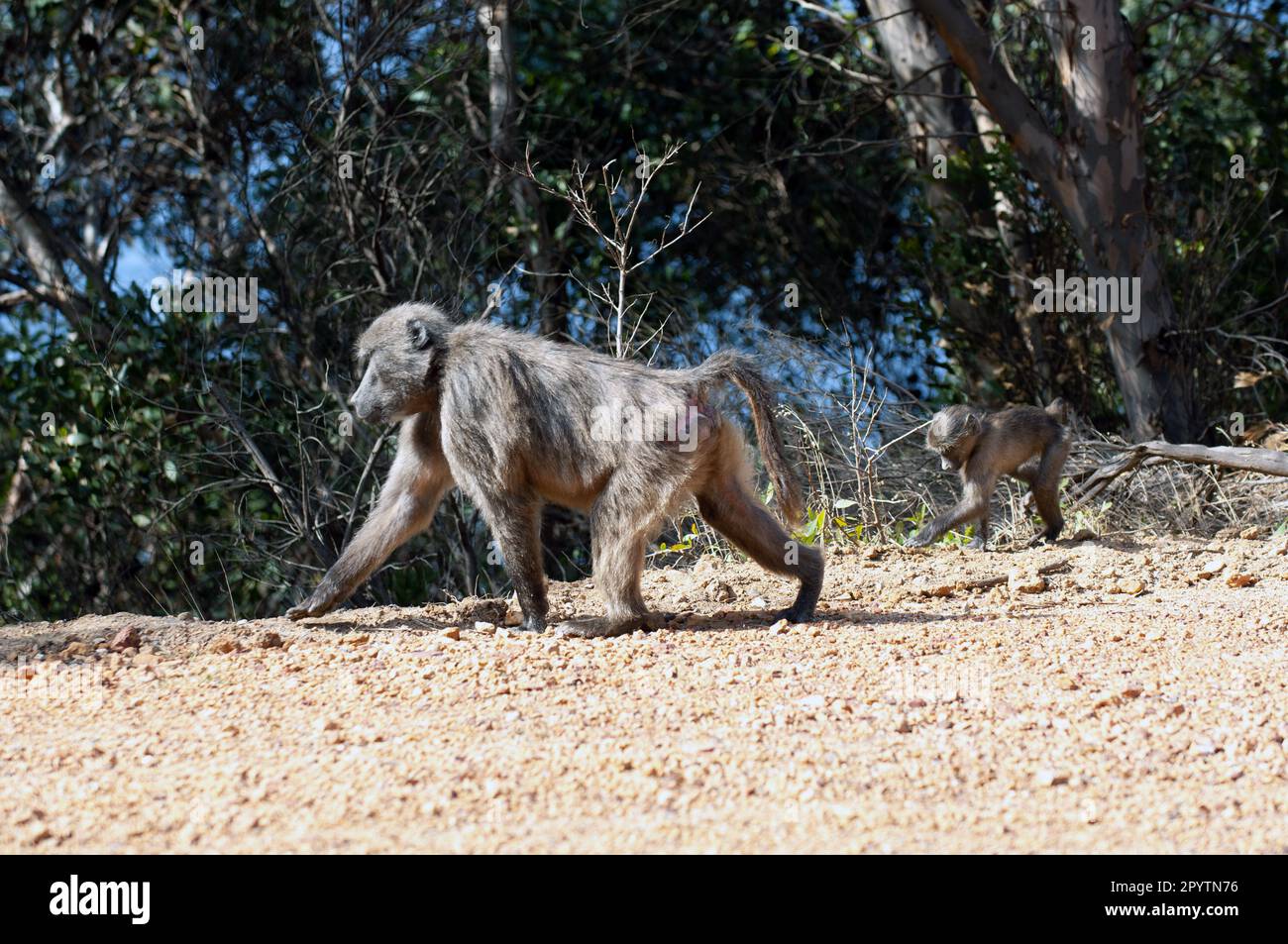 Babouin mère et bébé en bord de route en Afrique du Sud Banque D'Images