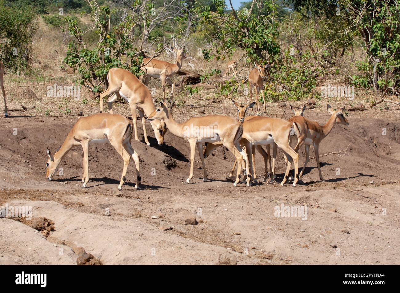 Petit troupeau d'Impala sur la rive de la rivière Chobe Botswana. Originaire de l'Afrique australe et orientale, l'impala est également connu sous le nom d'antilope africaine ou de rooibok. Banque D'Images