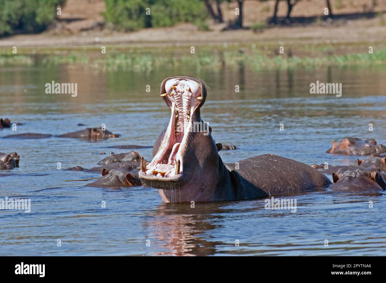 Bull hippo bâillant avec troupeau. Photographié à courte distance sur la rivière et montrant l'hippopotame avec son troupeau et sa rive en arrière-plan » Banque D'Images