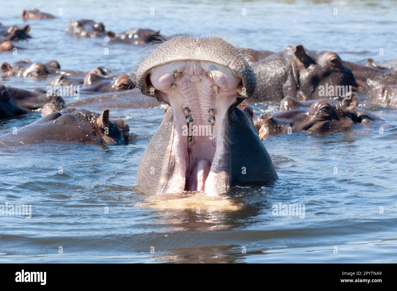 Gros plan d'un hippopotame de taureau qui orne le troupeau en arrière-plan. Rivière Chobe Botswana Banque D'Images