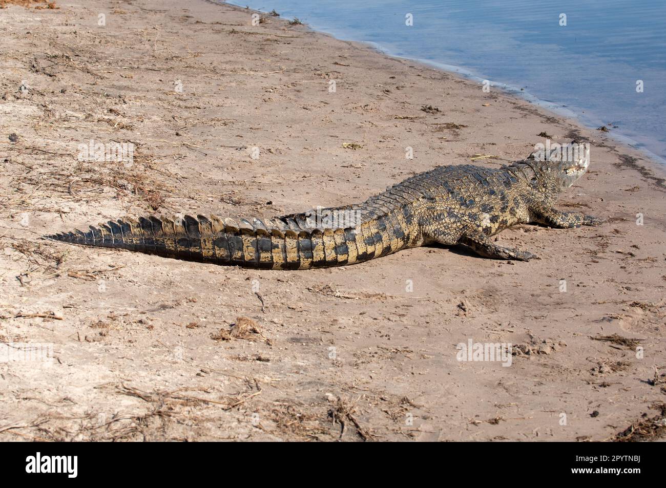 Crocodile du Nil (Crocodylus niloticus) longue queue sur la rive du fleuve dans le parc national de Chobe, Botswana Banque D'Images
