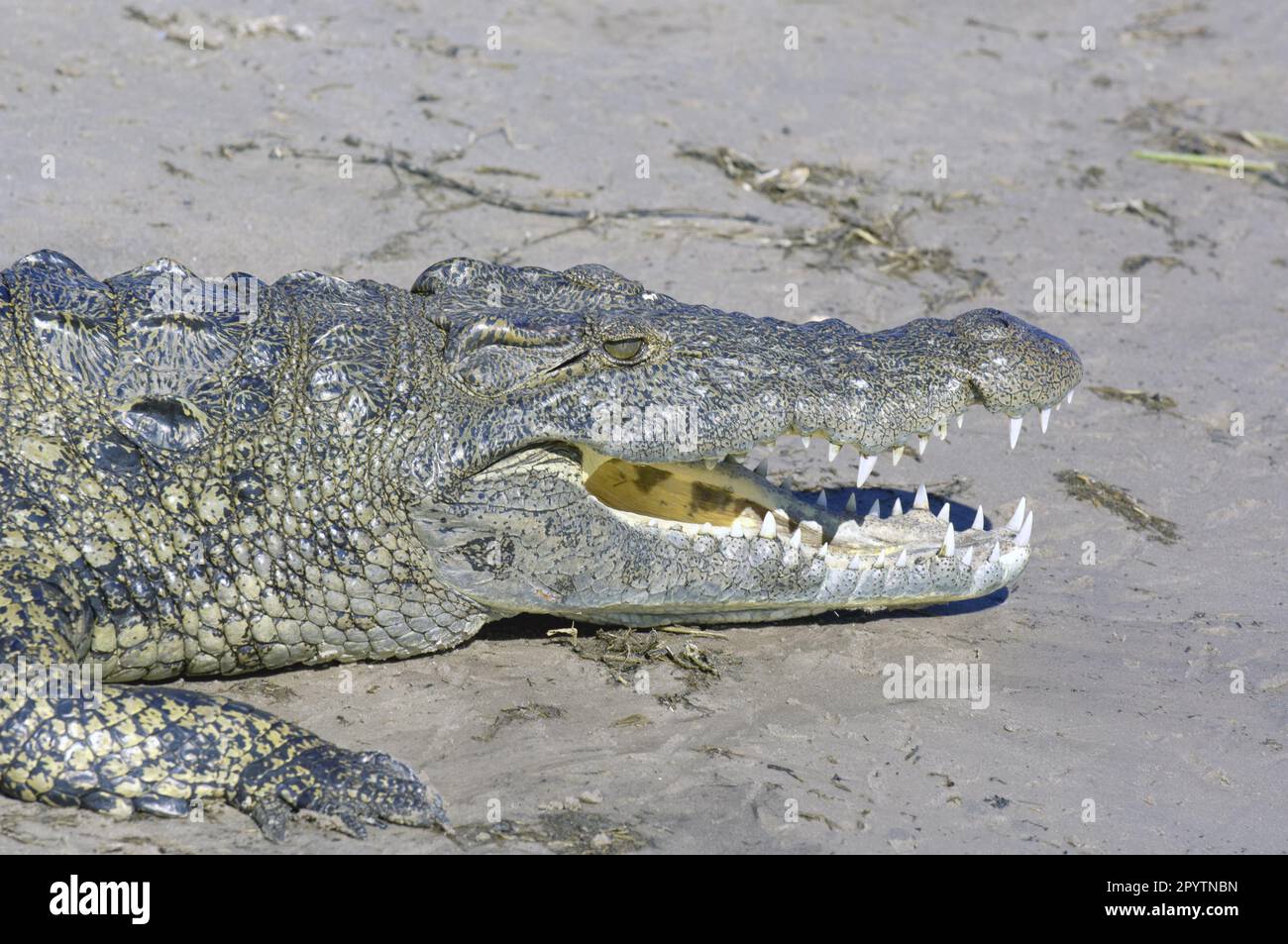 Grand crocodile du Nil (Crocodylus niloticus) photo de la tête montrant les dents. Chobe, Botswana. Banque D'Images