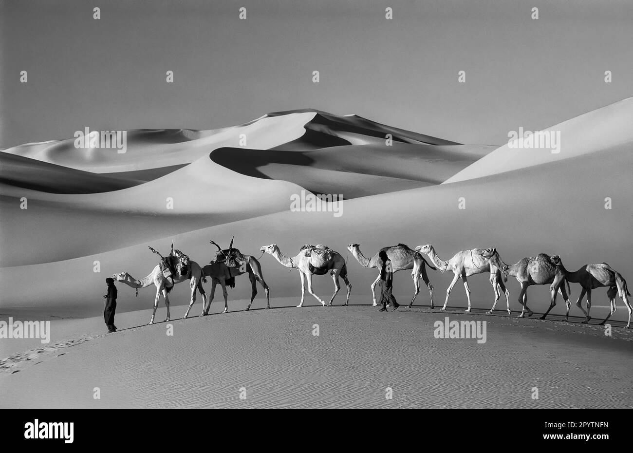 Niger, Agadez. Désert du Sahara. Ar montagnes. Sahel. Peuple de la tribu Tuareg. Petite caravane de chameaux. Dunes de sable. Noir et blanc. Banque D'Images