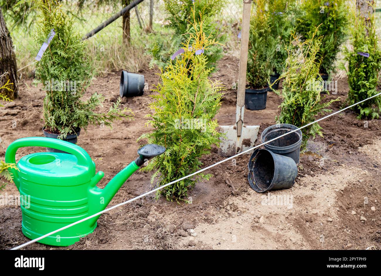 Plantation Thuja occidentalis arbre de vie haie dans le sol de jardin à la maison en plein air au printemps. Travaux en cours, arrosoir, pelle et pots de fleurs vides. Banque D'Images