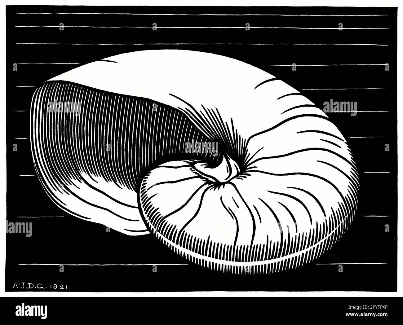 Shell Vintage Lino Art Print par Julie de Graag artiste néerlandais Banque D'Images