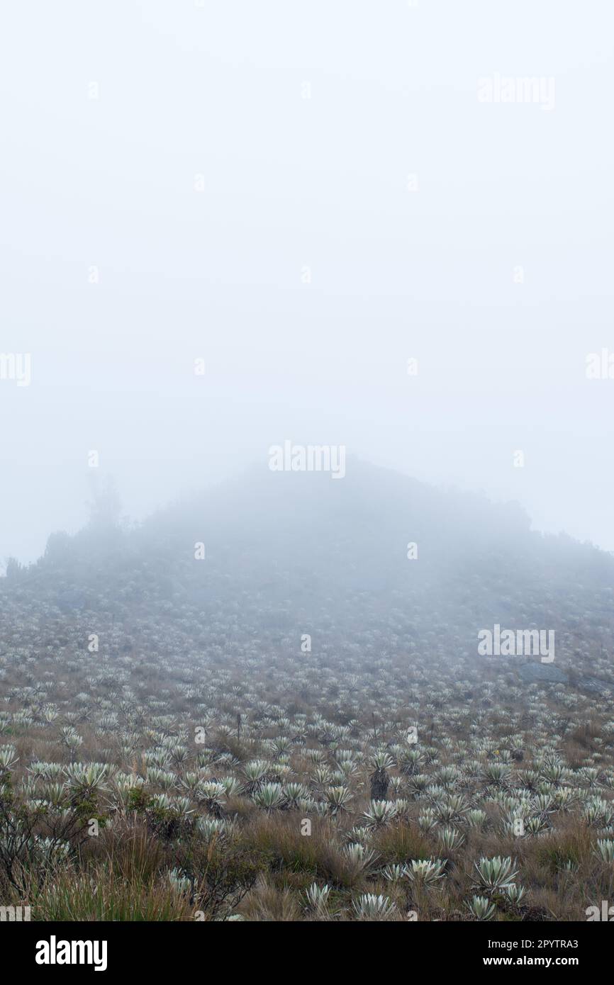 Une photo verticale d'une colline verdoyante parsemée de fleurs sauvages colorées Banque D'Images