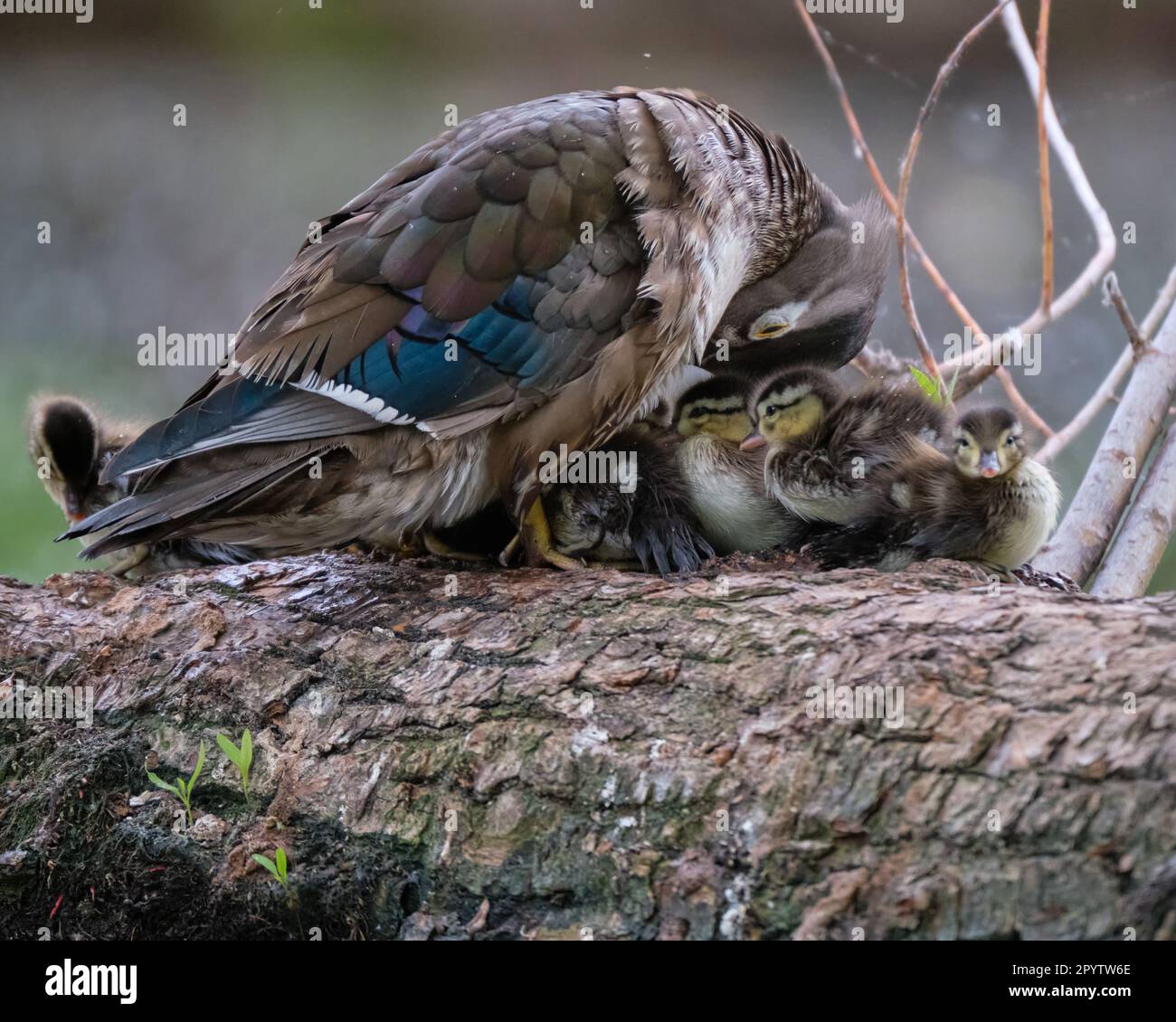 Mère canard en bois, Aix sponsora, fournissant la chaleur en couvrant sa couvée assise sur un rondins. Banque D'Images