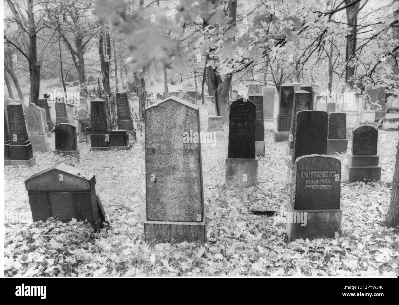 Cimetière juif de Potsdam graviers inscriptions novembre 1994 photo: MAZ/Peter Sengpiehl [traduction automatique] Banque D'Images