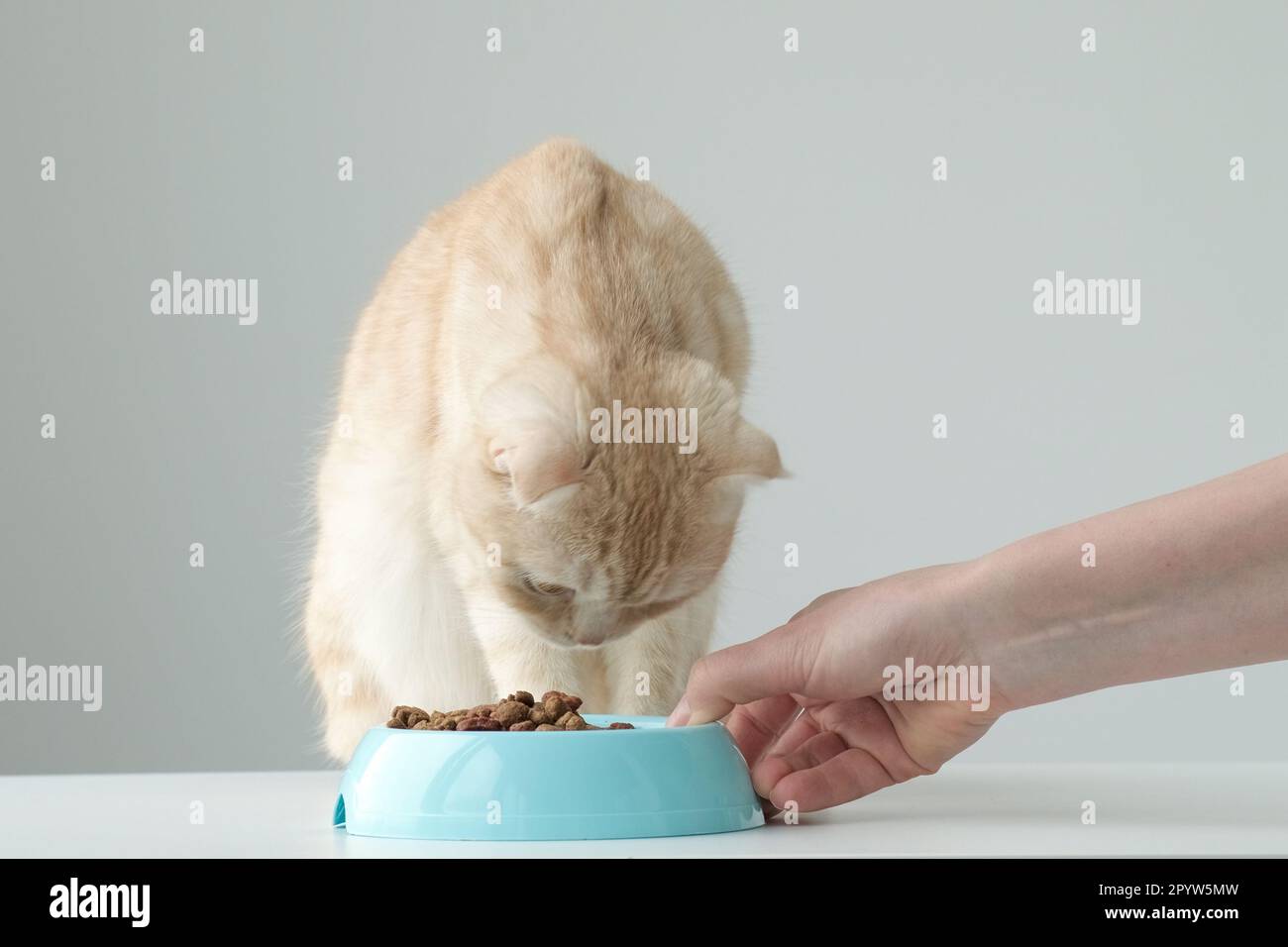 Alimentation du chat. La main place un bol avec de la nourriture sèche à côté de l'animal Banque D'Images