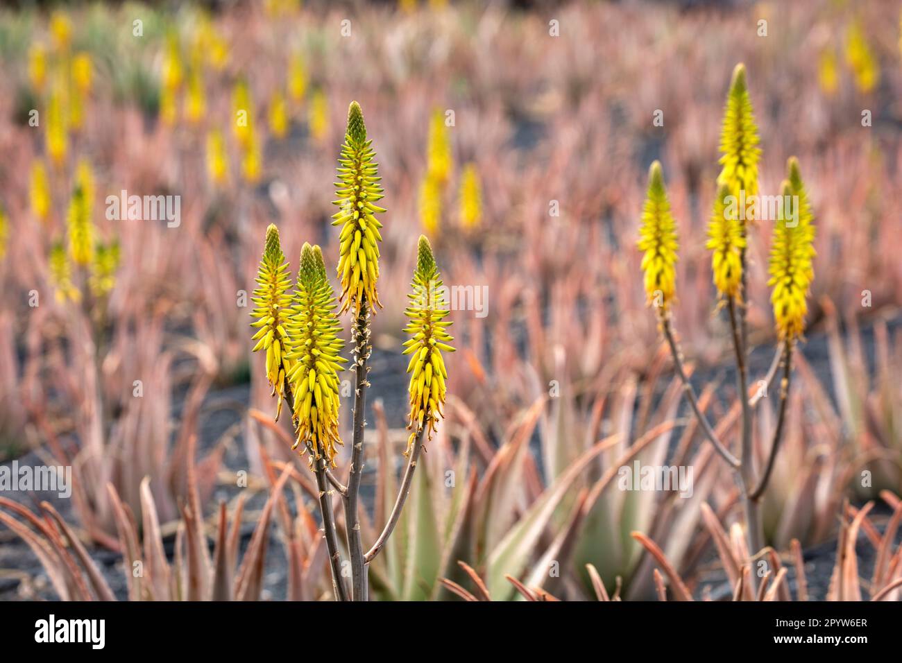 Espagne, îles Canaries, île de Lanzarote, Punta Mujeres. Musée de l'aloe vera. Fleur d'aloès Vera. Banque D'Images