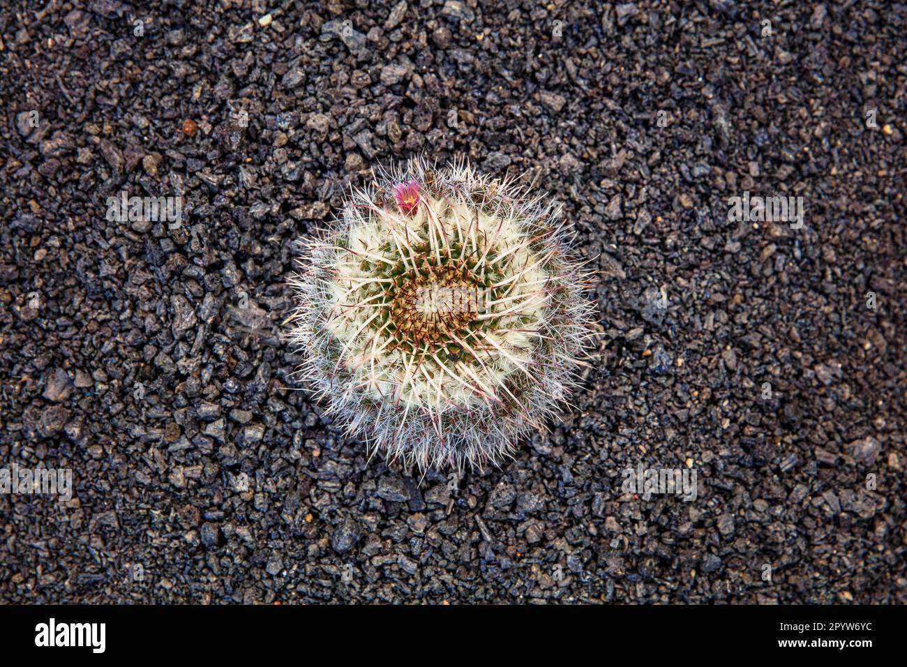 Espagne, îles Canaries, île de Lanzarote, Guatiza. Jardin de Cactus, conçu par Cesar Manrique. Banque D'Images