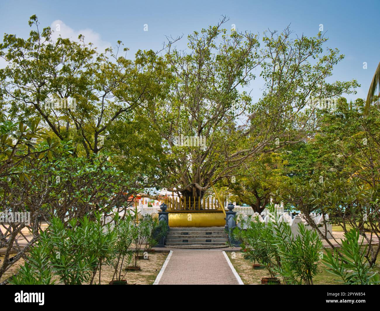L'arbre sacré de Bo au temple Dambakola Patuna Sangamitta sur la côte nord du Sri Lanka. Banque D'Images