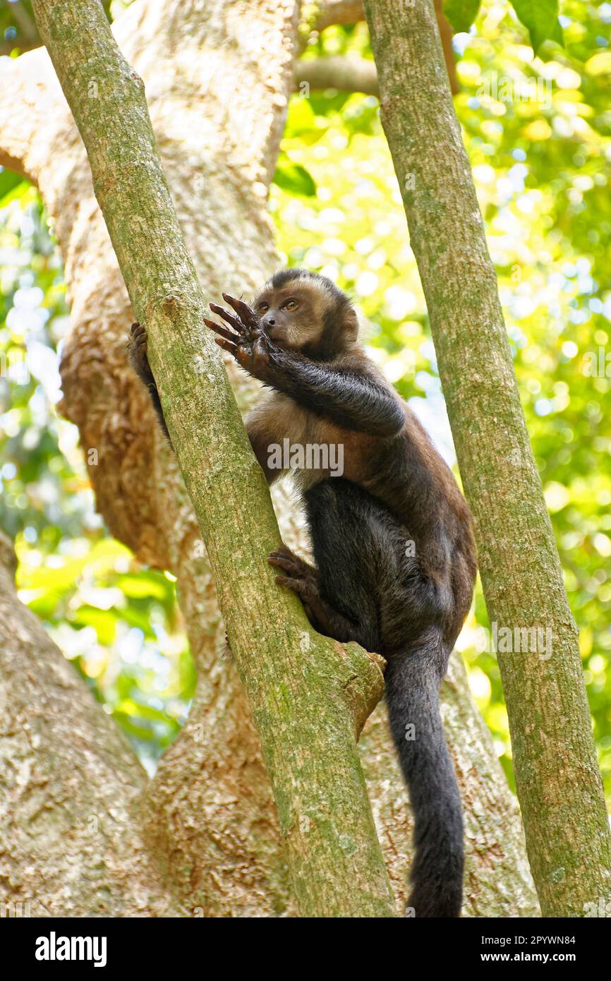 Un jeune singe capouchin noir escalade sur un arbre dans la forêt tropicale de Rio de Janeiro, Rio de Janeiro, Rio de Janeiro, Brésil Banque D'Images