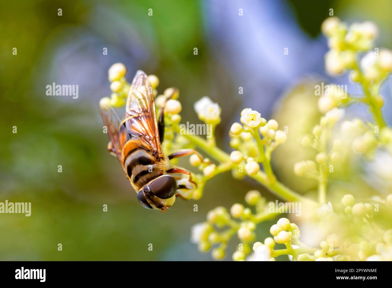 Abeille perchée sur une fleur collectant du pollen, Rio de Janeiro, Rio de Janeiro, Brésil Banque D'Images