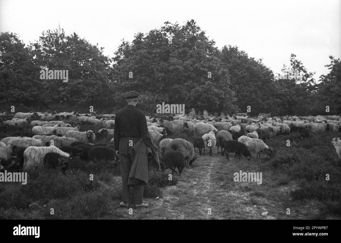 Un troupeau de moutons Heidschnucken dans la Heath de Lueneburg, 1930s. Banque D'Images