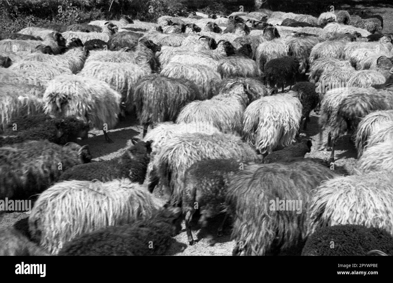 Un troupeau de moutons Heidschnucken dans la Heath de Lueneburg, 1930s. Banque D'Images