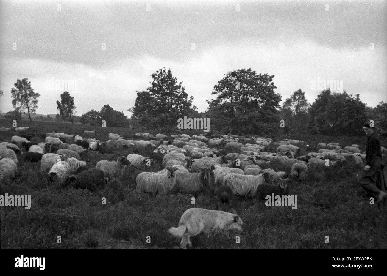 Un troupeau de moutons Heidschnucken dans la Heath de Lueneburg, 1930s. Banque D'Images