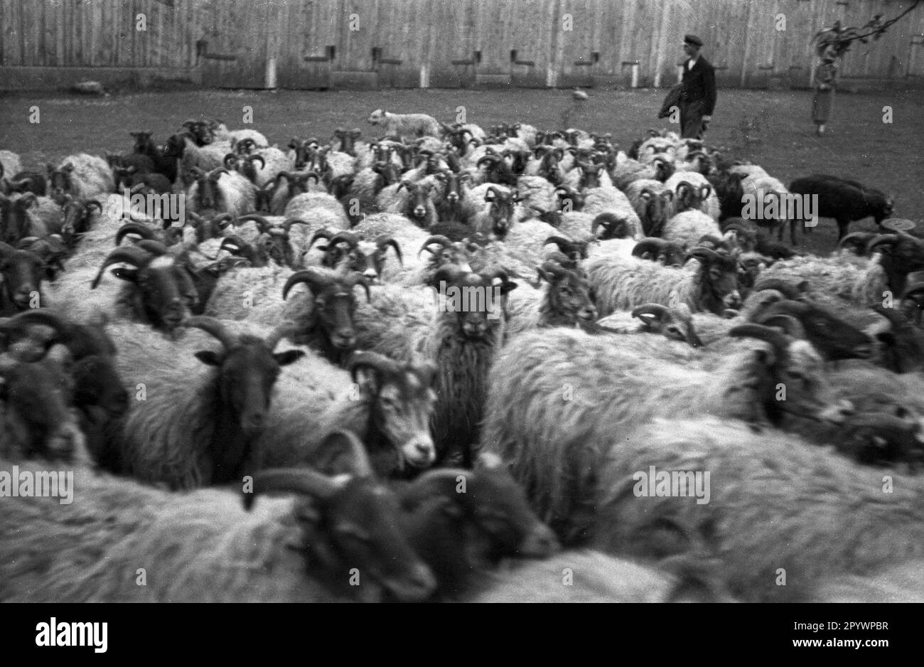 Un troupeau de moutons Heidschnucken dans la Heath de Lueneburg, 1930s. Banque D'Images