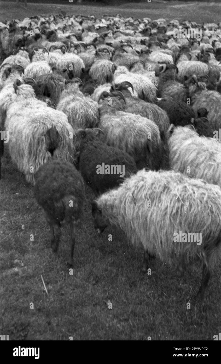 Un troupeau de moutons Heidschnucken dans la Heath de Lueneburg, 1930s. Banque D'Images