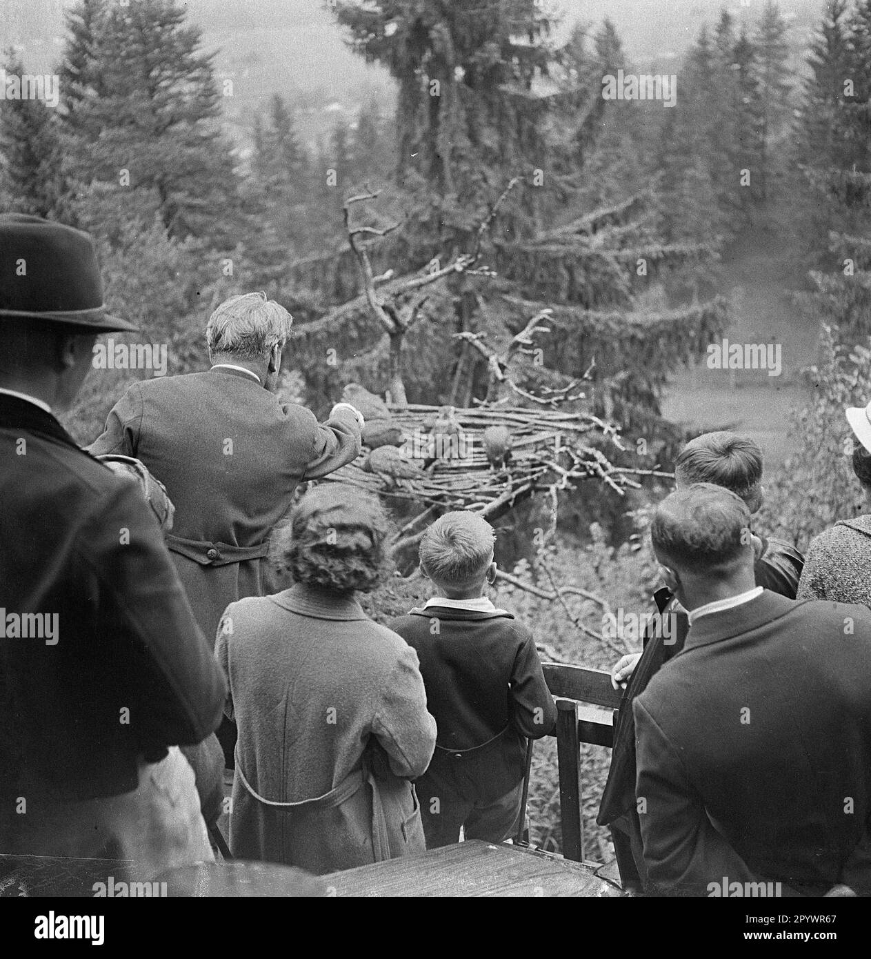 'Le 1 juin 1931, l'observatoire des rapaces a été ouvert à Garmisch. Trois oiseaux de proie doivent être réintroduits dans le désert après l'élevage. Ici, un employé montre des buzzards communs près de la ''Almhuette'' (cabine alpine) sur Kramerberg au-dessus de Garmisch.' Banque D'Images