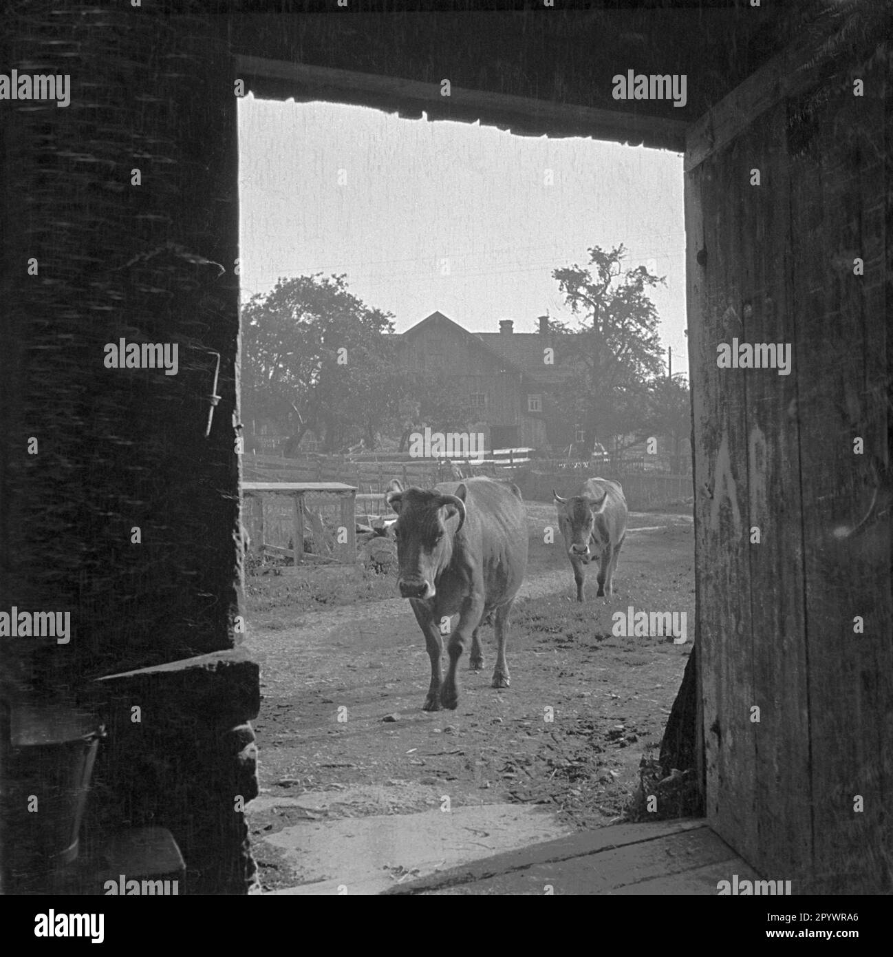 Bovins laitiers sur un pâturage en 1930s. Banque D'Images