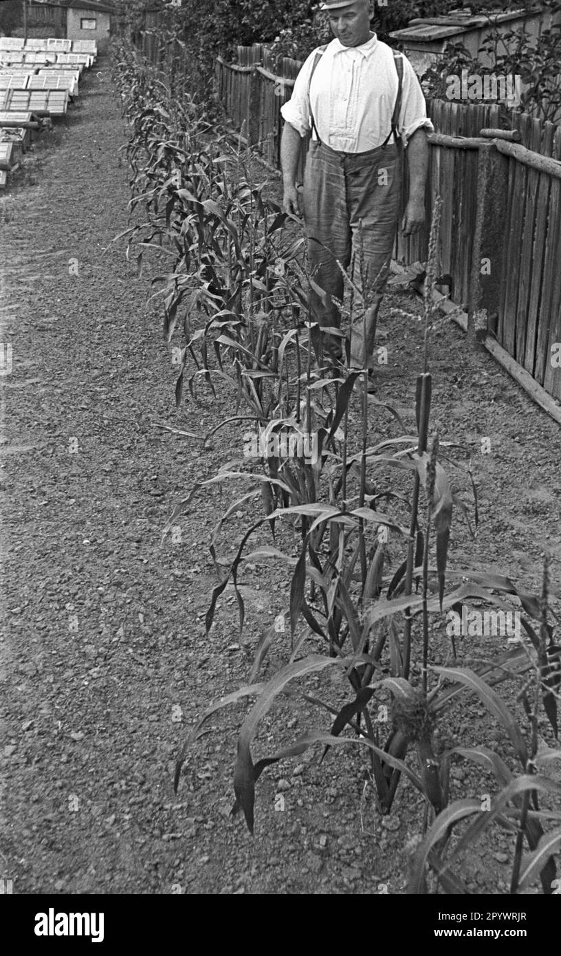 Un jardinier passe devant les cultures. Photo non datée, probablement de la 1930s. Banque D'Images