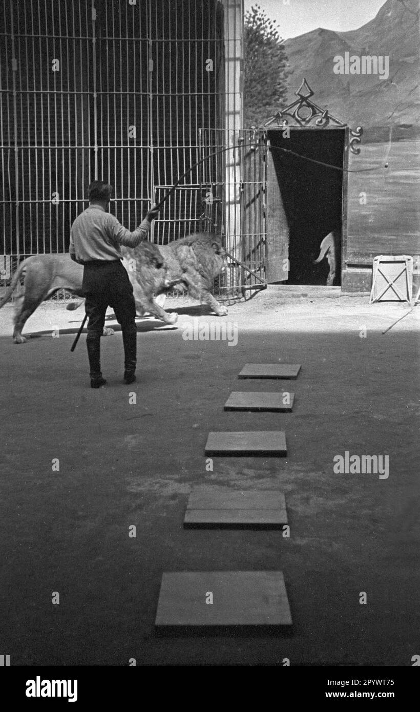 Un tamer avec des lions lors d'une représentation au zoo de Hambourg. Banque D'Images