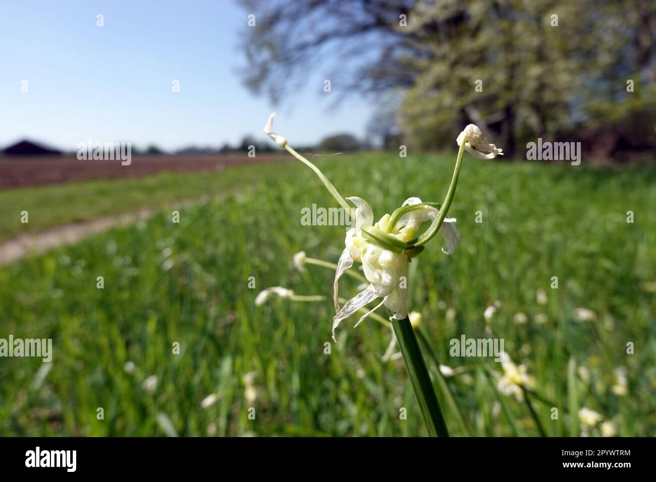 Seltsamer Lauch - Allium paradoxum, blühende Pflanze, Niedersachsen, Deutschland, Oetzen Banque D'Images