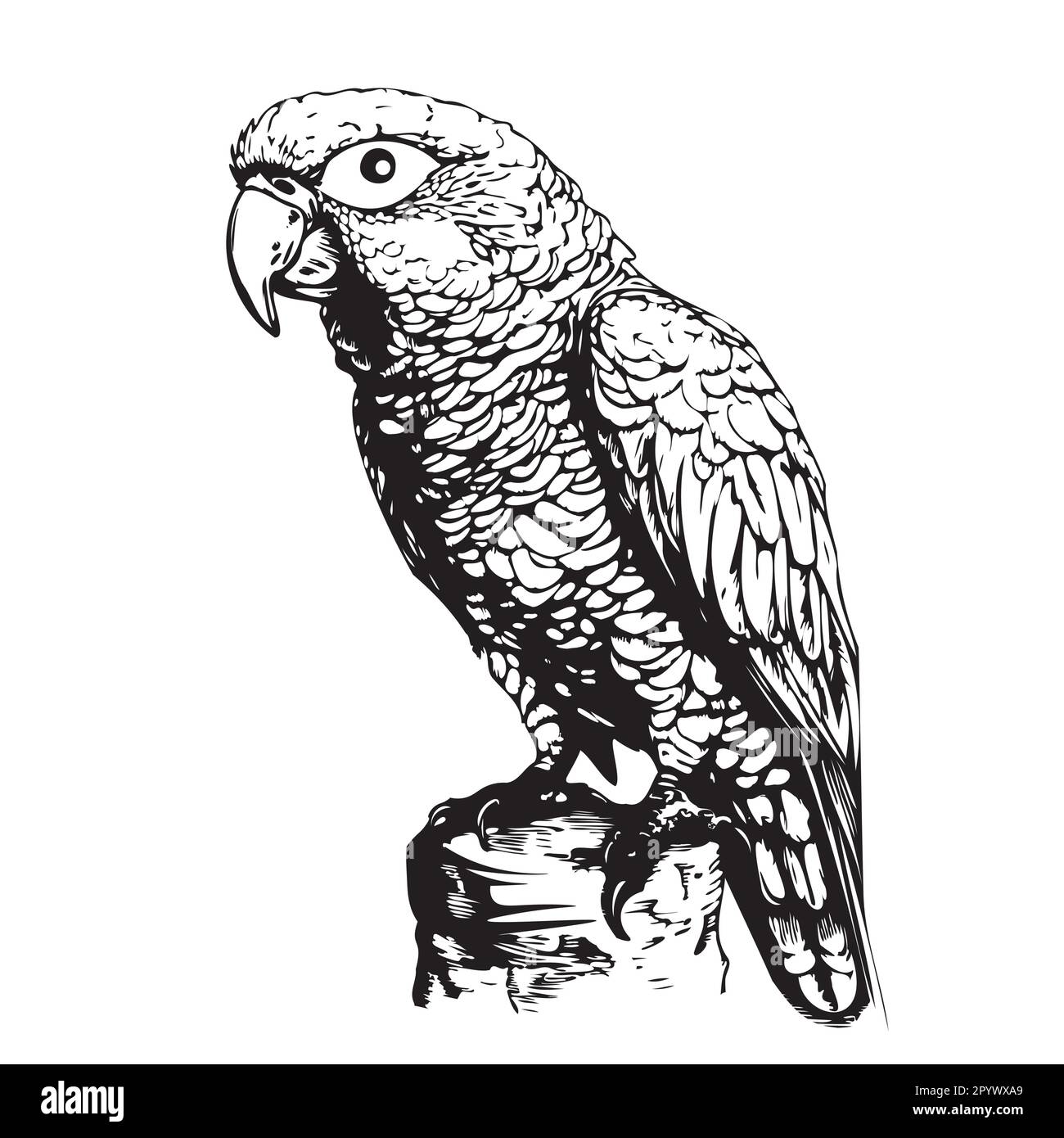 Parrot assis dessin dessiné à la main Illustration vectorielle oiseaux exotiques Illustration de Vecteur